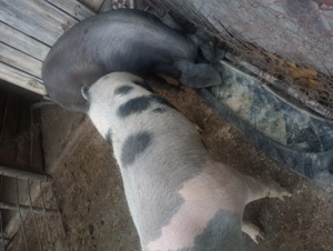 Porci frumoși de carne - imagine 3