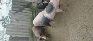 Porci     de vanzare