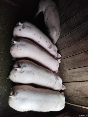 De vanzare porci tineri de carne. - imagine 2
