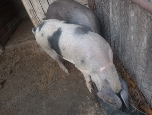 Porci frumoși de carne - imagine 5