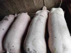 De vanzare porci tineri de carne. - imagine 3