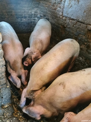 Porci frumoși de vânzare crescuți bio în gospodărie între 100-230 kg  - imagine 5
