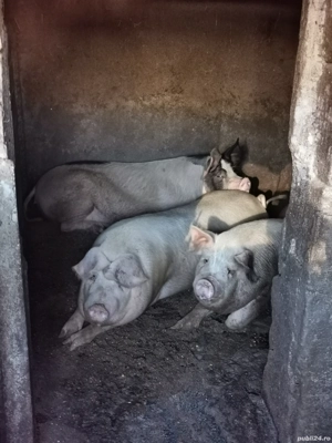 Porci frumoși de vânzare crescuți bio în gospodărie între 100-230 kg  - imagine 4