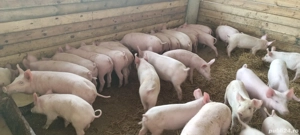 Soldani     Purcei din Scroafe TN70 import Danemarca montate cu vier de pietrean 