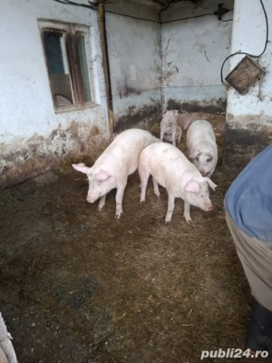 vand porci de țară  - imagine 2