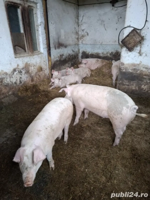vand porci de țară 