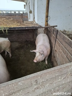 vand porci de țară  - imagine 3