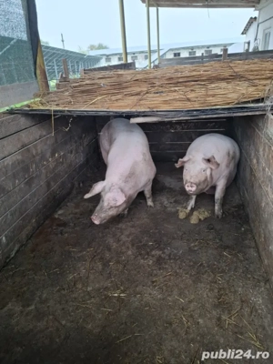 vand porci de țară  - imagine 4