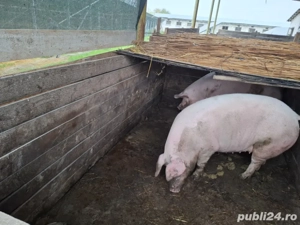 porci de tara  - imagine 2