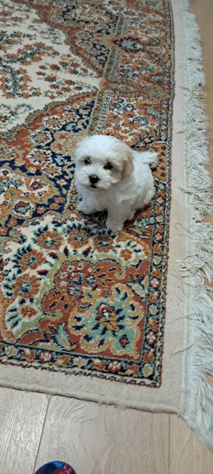 Catei bichoni cautam familie