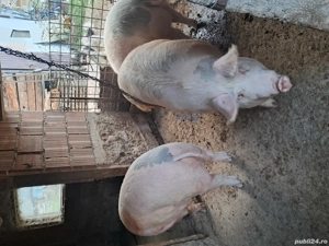 una bucata disponibilă  - imagine 2