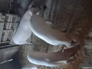 vand soldani landras