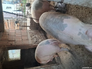 una bucata disponibilă 