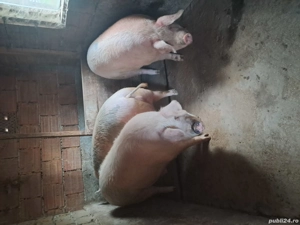 una bucata disponibilă  - imagine 3