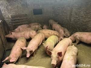   Porci disponibili pentru la Craciun  