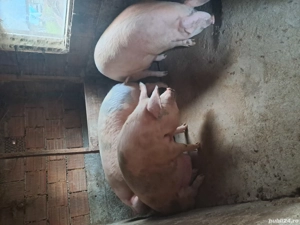 una bucata disponibilă  - imagine 4