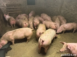   Porci disponibili pentru la Craciun   - imagine 2