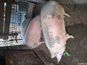 una bucata disponibilă  - imagine 5