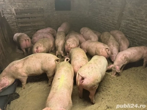   Porci disponibili pentru la Craciun   - imagine 4