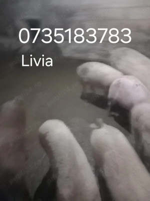 Se vând porci și grăsuni pt sacrificat - imagine 2