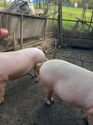 Se vând porci și grăsuni pt sacrificat - imagine 3