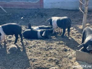 Purcei bazna de vanzare.