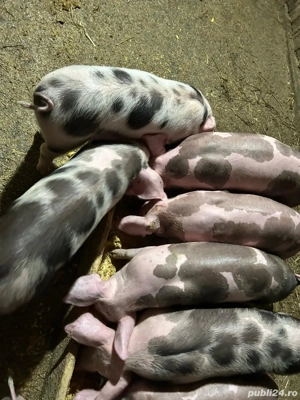 Vând purcei  - imagine 2