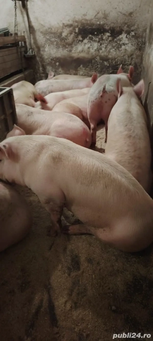 porci de carne  - imagine 3