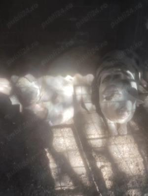 Vând porci pentru Crăciun crescuți natural fara concentrate  - imagine 2