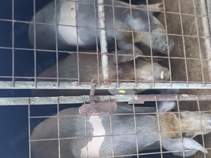 Vând porci pentru Crăciun crescuți natural fara concentrate  - imagine 3