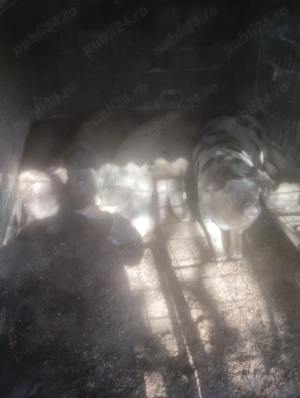 Vând porci pentru Crăciun crescuți natural fara concentrate 