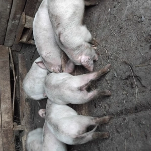 Purcei de vinzare  - imagine 3