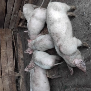 Purcei de vinzare  - imagine 2