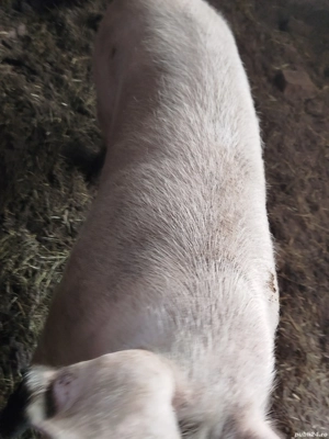 Vand porc viu sau carcasa - imagine 3