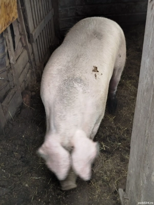 Vand porc viu sau carcasa