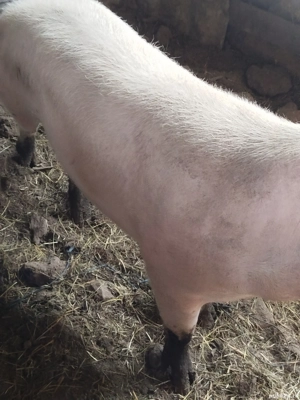 Vand porc viu sau carcasa - imagine 4