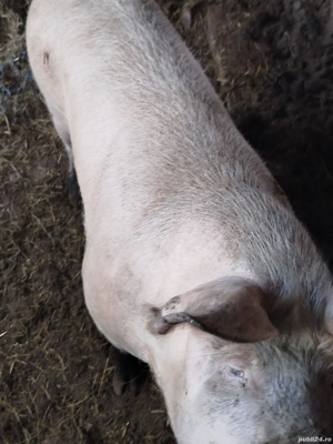 Vand porc viu sau carcasa - imagine 2