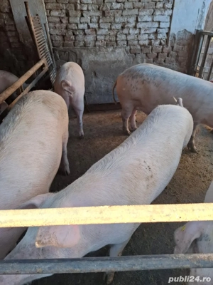 Vând porci - imagine 4