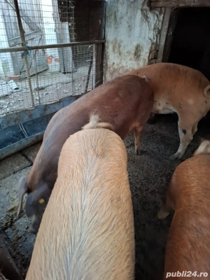 Vând porci - imagine 3
