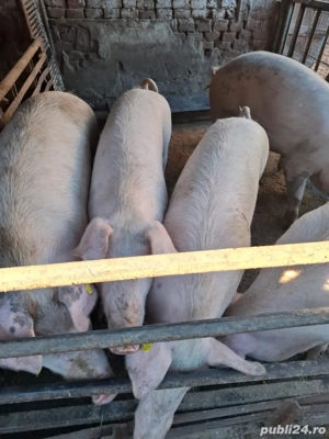 Vând porci - imagine 5