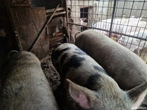 vand porci de carne  - imagine 2