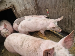 vand porci de carne  - imagine 5