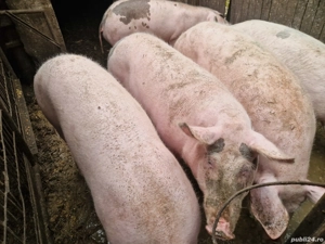 vand porci de carne  - imagine 3