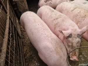 vand porci de carne  - imagine 4