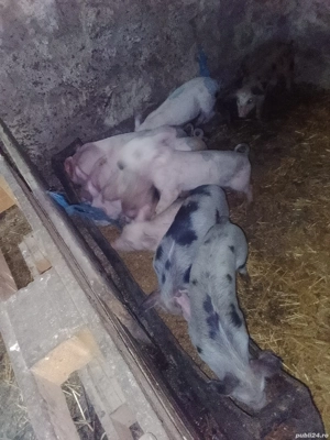 vând purcei  - imagine 2