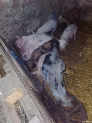 vând purcei  - imagine 3