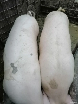 pentru masa de craciun - imagine 2