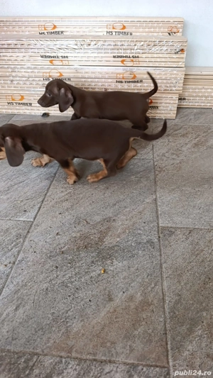 Teckel Dachshund 