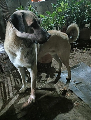 Căței kangal fătați în iunie - imagine 5