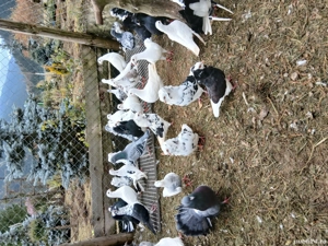 porumbei de ornament - imagine 3